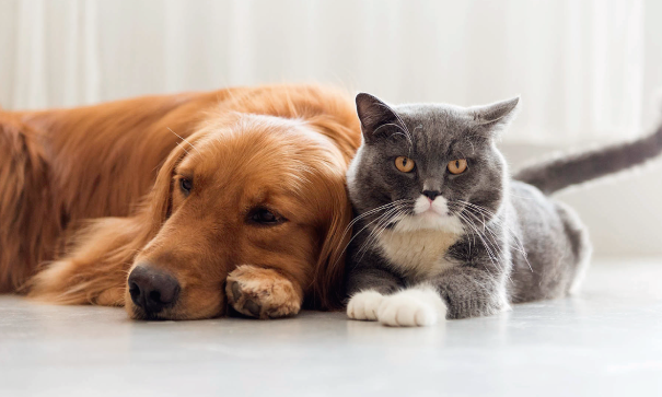 Tienes que saber esto de  los parásitos en perros y gatos