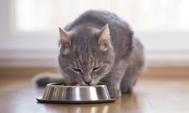 ¿Qué debe comer mi gato y qué no?