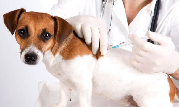 ¿Es necesario vacunar a los perros y gatos?