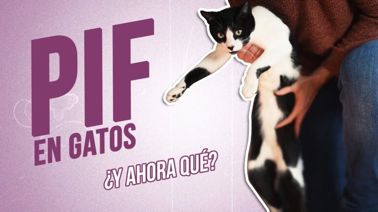 Consecuencias de Ignorar la Peritonitis en Gatos
