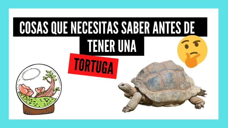 Consejos Esenciales para el Cuidado de Reptiles como Mascotas
