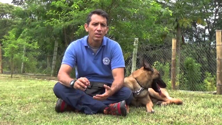 Entrenamiento Canino para Corregir Conductas Destructivas