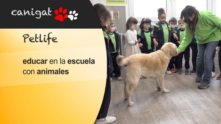 Mejorando las Habilidades Sociales de Mascotas a Trav&eacute;s del Adiestramiento