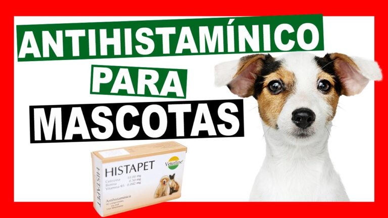 Tratamientos de Emergencia para Reacciones Al&eacute;rgicas en Mascotas