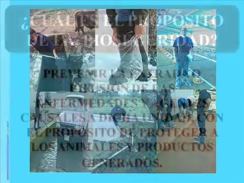 Medidas de Bioseguridad en la Reproducci&oacute;n Animal: Claves para el &Eacute;xito