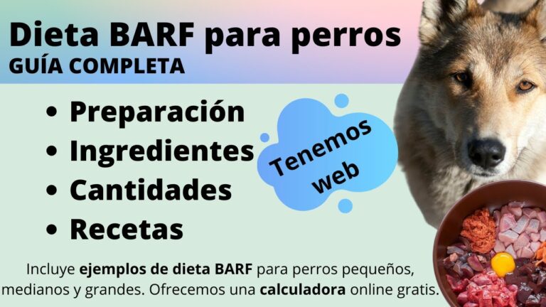 Accesorios Esenciales para Mejorar la Alimentaci&oacute;n de tu Mascota