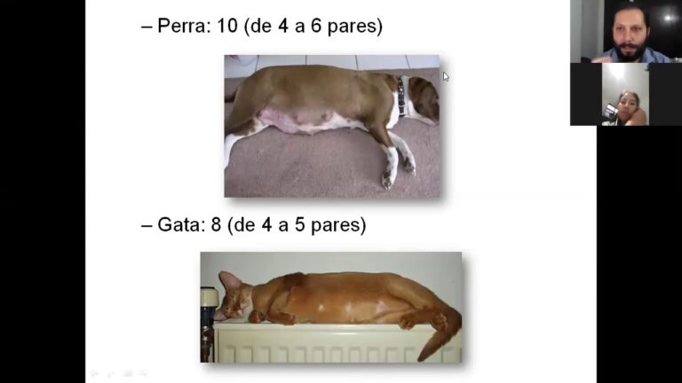 Expertos en Cirugía Veterinaria para Tumores Mamarios