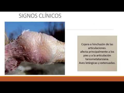 S&iacute;ntomas de Artritis en Aves: Gu&iacute;a de Identificaci&oacute;n y Prevenci&oacute;n