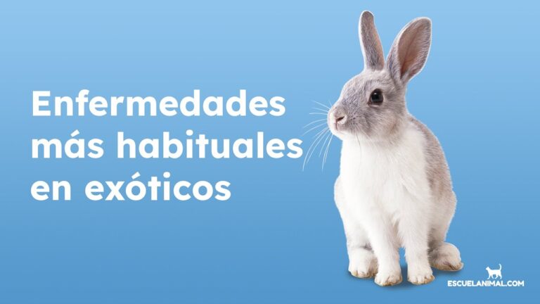 Enfermedades Comunes en Animales Exóticos