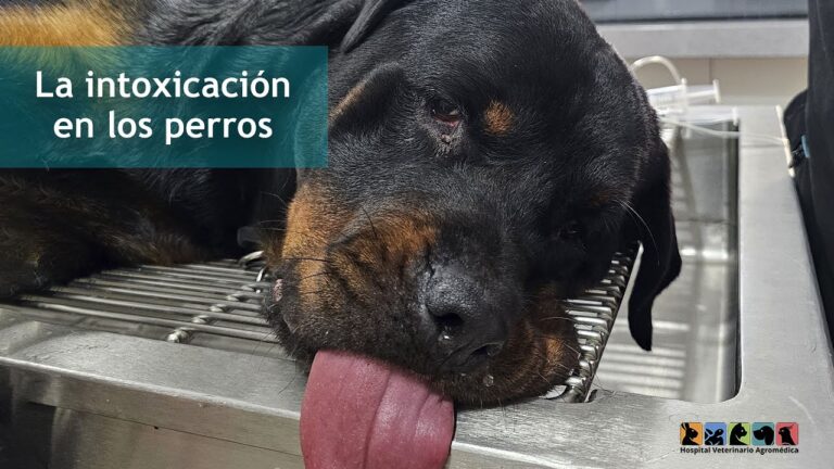 S&iacute;ntomas de Intoxicaci&oacute;n en Mascotas: Lo Que Debes Saber