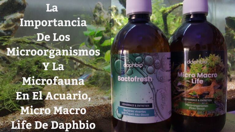 Salud &Oacute;ptima de Peces en Acuarios Personalizados