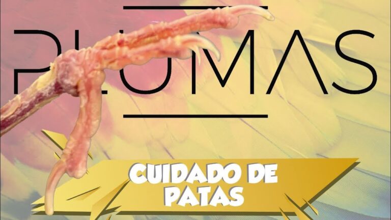 Corte de Plumas en Aves: Clave para su Aseo y Bienestar