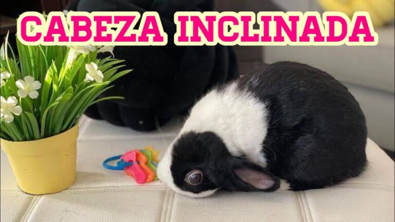 Cuidados Esenciales para Conejos con Otitis