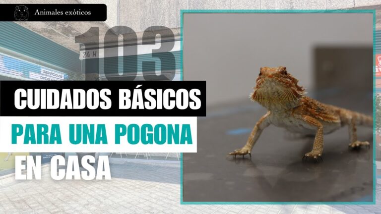 Veterinaria Especializada en el Cuidado de Reptiles como Mascotas