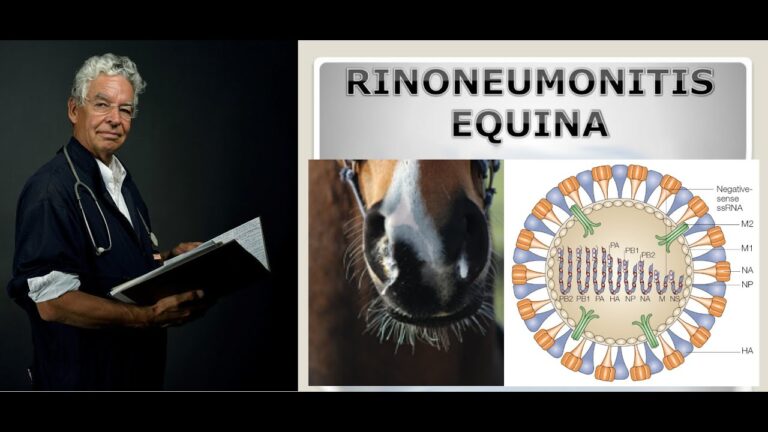 La Salud Viral en Caballos: Clave para su Bienestar