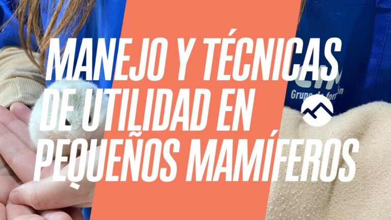 Consejos Esenciales para el Cuidado de Conejos como Mascotas