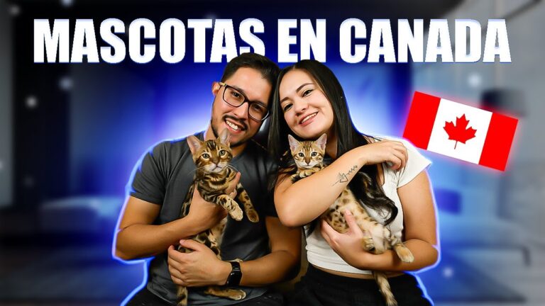 Costos Clave al Adoptar un Animal