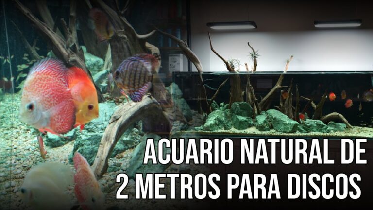 Mejorando el Bienestar de los Peces en Acuarios Personalizados