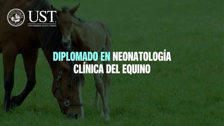 Rehabilitaci&oacute;n Equina: Clave en la Atenci&oacute;n Veterinaria