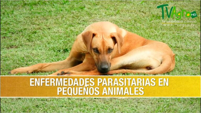 Prevención Efectiva de Enfermedades Parasitarias en Mascotas