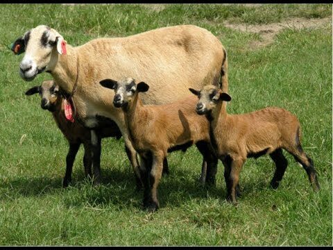 Ambientaci&oacute;n Ideal para la Reproducci&oacute;n y Cr&iacute;a de Animales