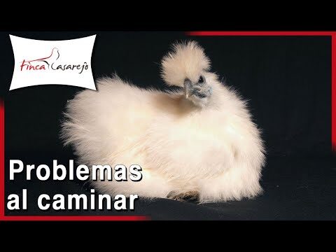 Impacto de la Artritis en Aves