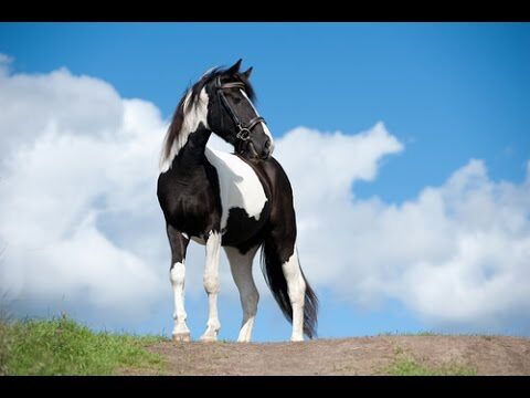 Cuidados Veterinarios Integrales para Caballos y Equinos: Importancia del Herraje