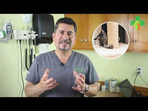 Rascadores para Gatos: Beneficios para su Salud y Bienestar