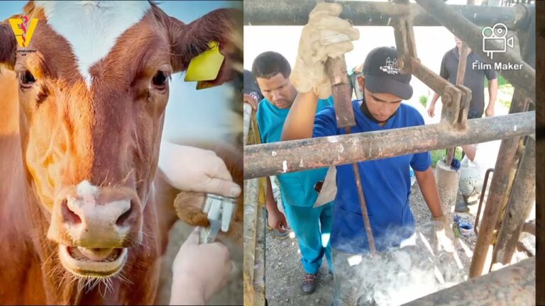 Crianza de Animales: M&eacute;todos y T&eacute;cnicas de Identificaci&oacute;n