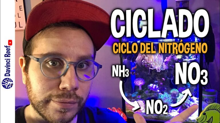 Cuidado de Peces: Entendiendo el Ciclo del Nitrógeno