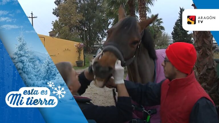 Importancia de la Revisi&oacute;n Odontol&oacute;gica en Caballos