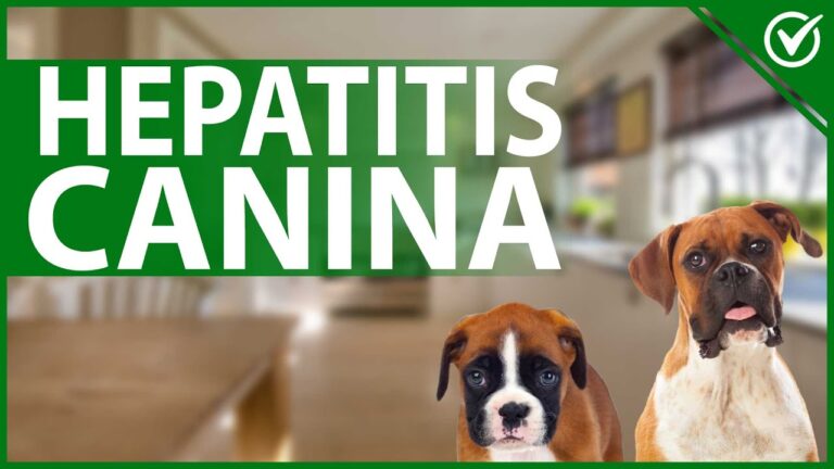 Consecuencias de la Hepatitis en Perros: Impacto en la Salud Canina