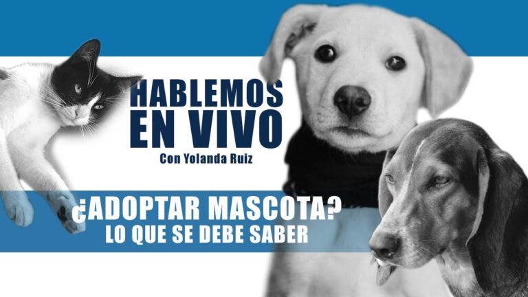 Adoptar un Animal: Clave para una Decisi&oacute;n Familiar Responsable