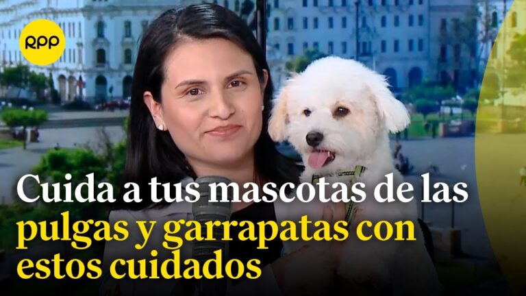 Cuidado Inmediato contra Par&aacute;sitos en Mascotas