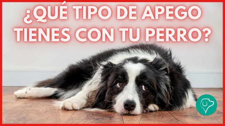 Fortaleciendo el V&iacute;nculo Emocional en el Adiestramiento de Mascotas