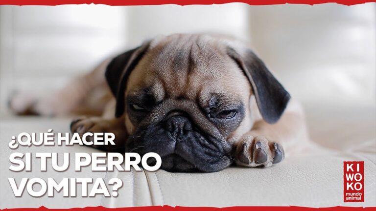 Gu&iacute;a para Actuar ante V&oacute;mitos Persistentes en Mascotas