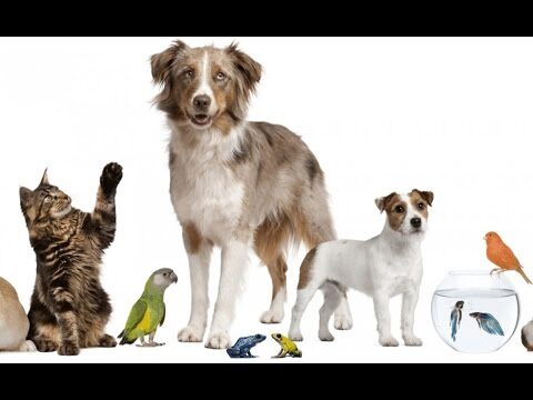 Responsabilidad en la Crianza de Mascotas: Claves para un Cuidado Adecuado