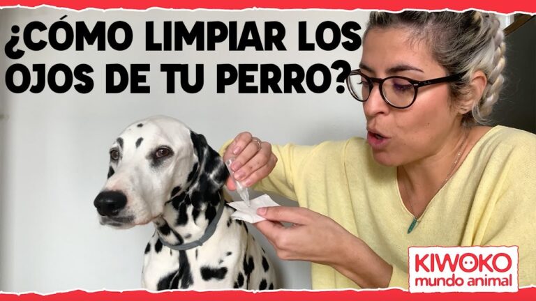 Consejos Esenciales para el Aseo Ocular de tu Mascota