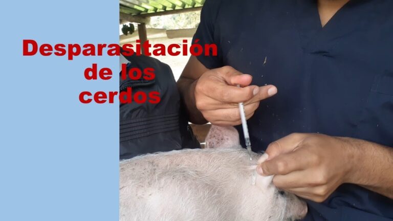 Gu&iacute;a de Productos Recomendados para la Desparasitaci&oacute;n de Cerdos