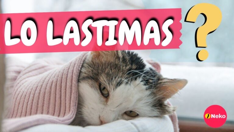 Bienestar Psicológico de los Gatos: Claves para su Cuidado Veterinario