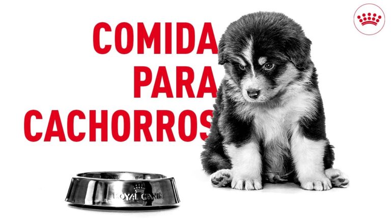 Etapas Clave de la Dieta para Cachorros