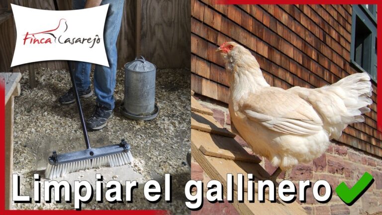 Cuidados Esenciales de Higiene para Aves Dom&eacute;sticas