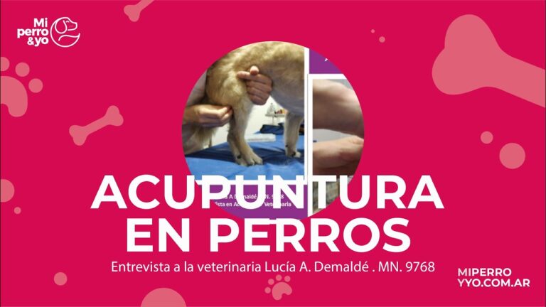 Beneficios de la Acupuntura en Fitoterapia Veterinaria