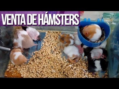 Gu&iacute;a de Consulta Especializada para H&aacute;msters