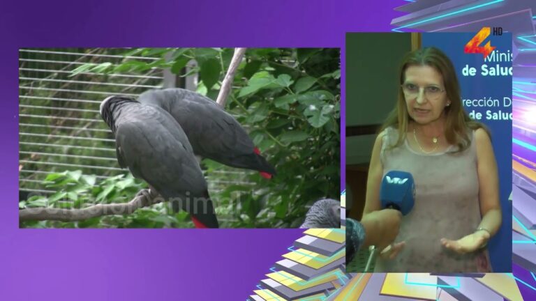 Cuidado Avanzado para Aves Dom&eacute;sticas: El Veterinario Especializado