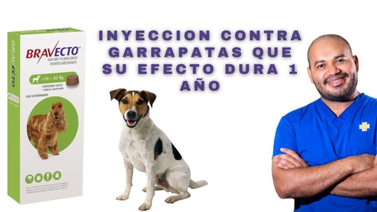 Protecci&oacute;n Efectiva contra Pulgas y Garrapatas en Mascotas