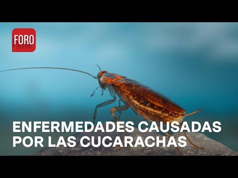 Complicaciones del Asma en Roedores: Un An&aacute;lisis Exhaustivo