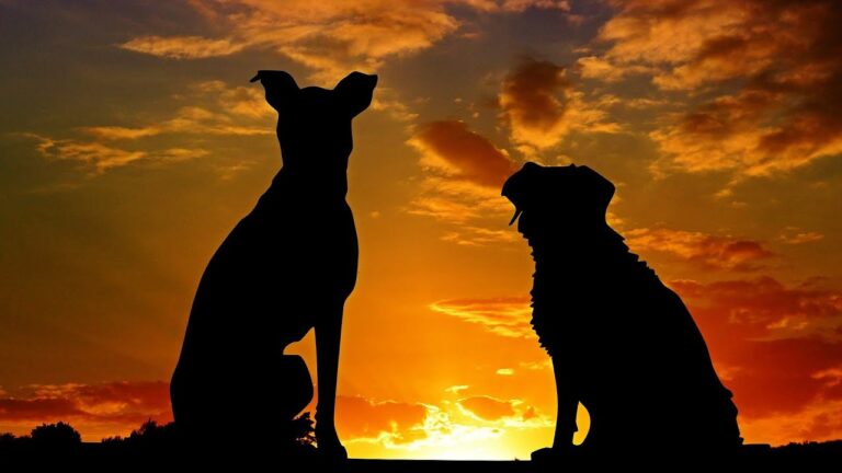 Beneficios de las Sesiones de Terapia con Cuencos para Mascotas