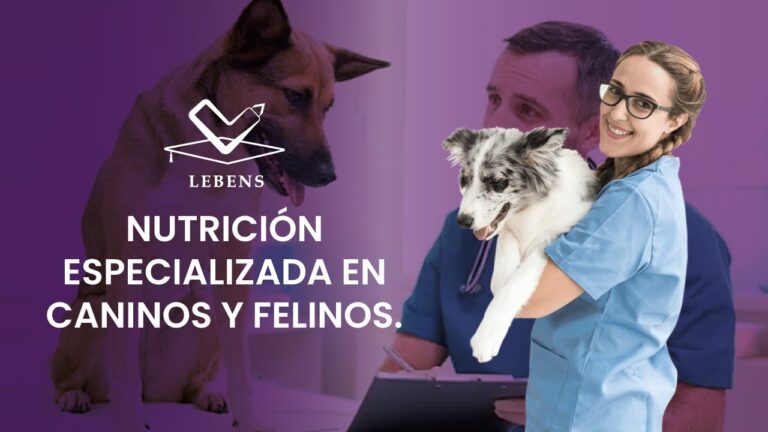 Dieta Especializada para Gatos en Veterinaria: Claves y Beneficios