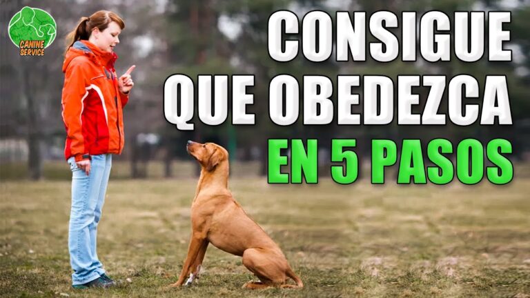 Consejos para Entrenar Efectivamente a Tu Mascota